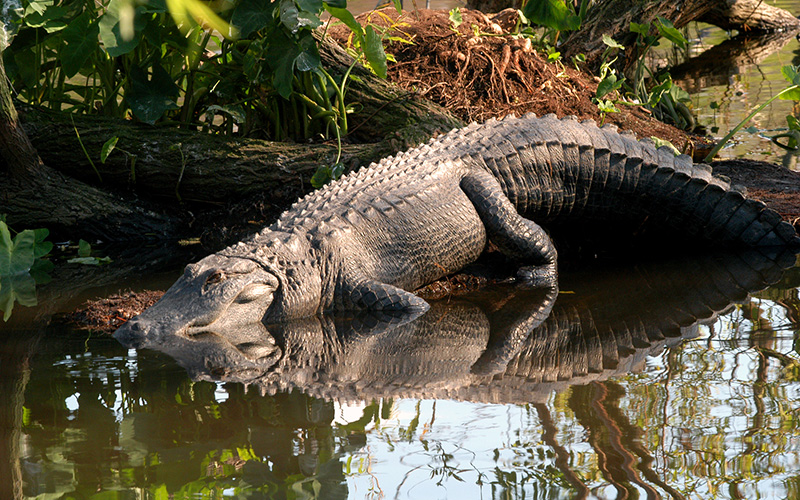 Alligator on the bank