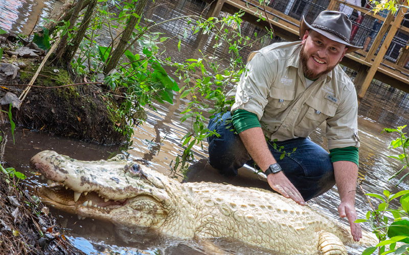 Leucistic Alligator with Trainer