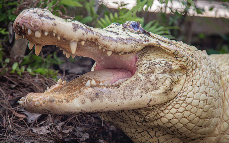 Trezos Leucistic Alligator